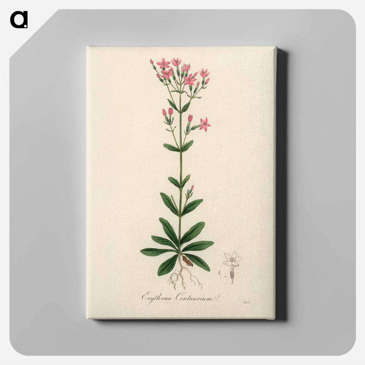アートパネル-European Centaury Illustration
 - 薬用植物学 Canvas.