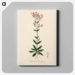 アートパネル-European Centaury Illustration
 - 薬用植物学 Canvas.