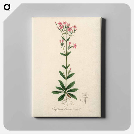 アートパネル-European Centaury Illustration
 - 薬用植物学 Canvas.