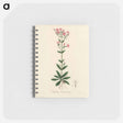 アートメモ帳-European Centaury Illustration
 - 薬用植物学 Memo.