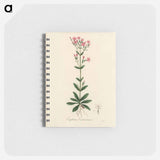 アートメモ帳-European Centaury Illustration
 - 薬用植物学 Memo.