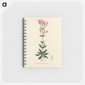 アートメモ帳-European Centaury Illustration
 - 薬用植物学 Memo.