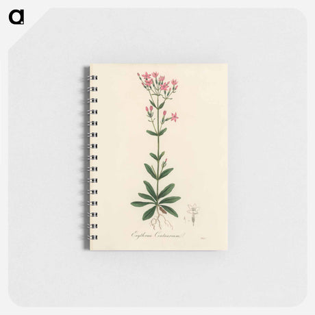 アートメモ帳-European Centaury Illustration
 - 薬用植物学 Memo.