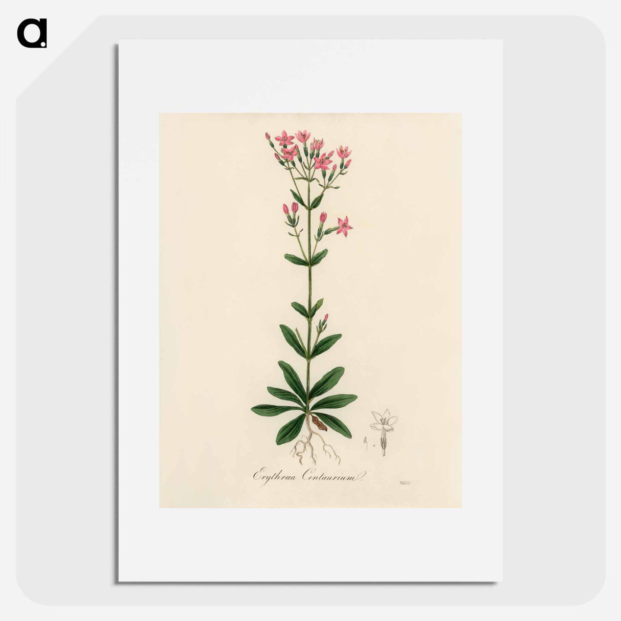 アートポスター-European Centaury Illustration
 - 薬用植物学 Poster.