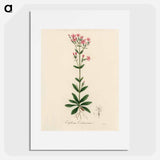 アートポスター-European Centaury Illustration
 - 薬用植物学 Poster.