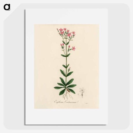 アートポスター-European Centaury Illustration
 - 薬用植物学 Poster.