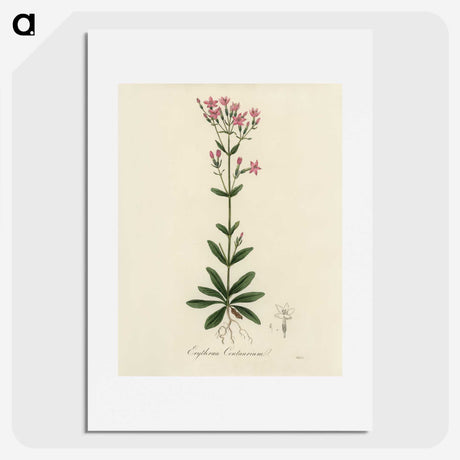 1-60_Medical-Botany_picture