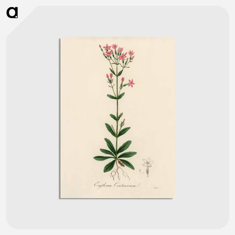 アートポストカード-European Centaury Illustration
 - 薬用植物学 Postcard.