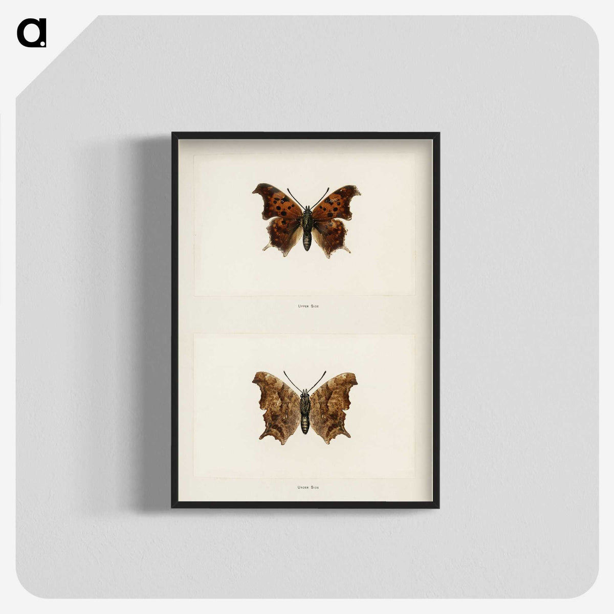 1-60_Moths-and-Butterflies-of-the-United-States_blk-crop
