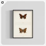1-60_Moths-and-Butterflies-of-the-United-States_blk-crop
