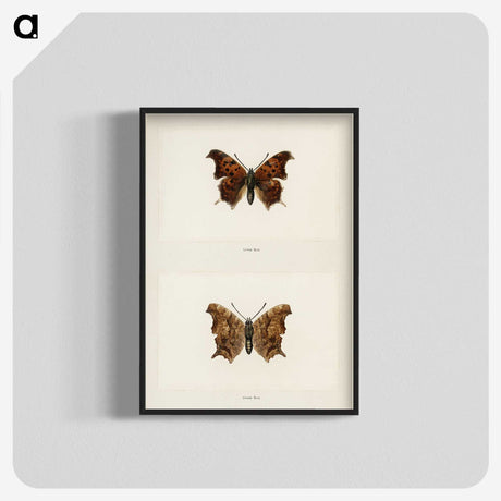 1-60_Moths-and-Butterflies-of-the-United-States_blk-crop