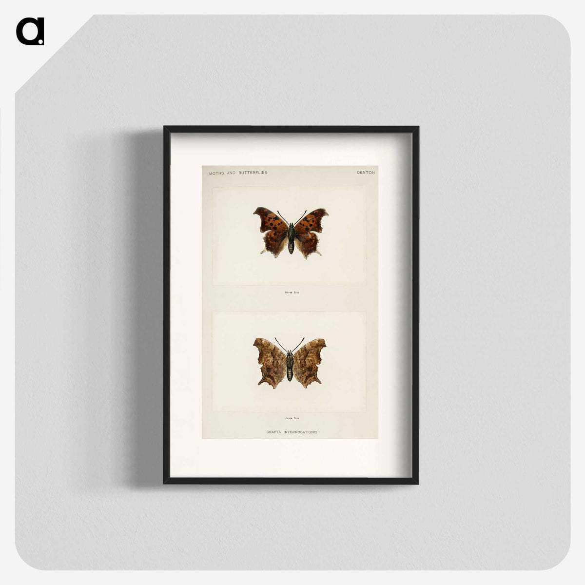 1-60_Moths-and-Butterflies-of-the-United-States_blk