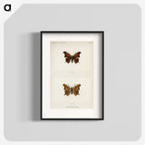 1-60_Moths-and-Butterflies-of-the-United-States_blk