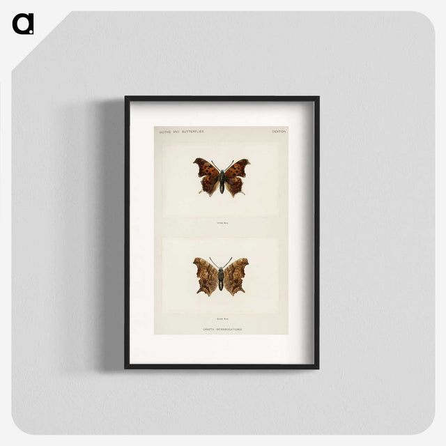 1-60_Moths-and-Butterflies-of-the-United-States_blk