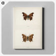 1-60_Moths-and-Butterflies-of-the-United-States_canvas
