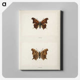 1-60_Moths-and-Butterflies-of-the-United-States_canvas