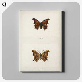 1-60_Moths-and-Butterflies-of-the-United-States_canvas