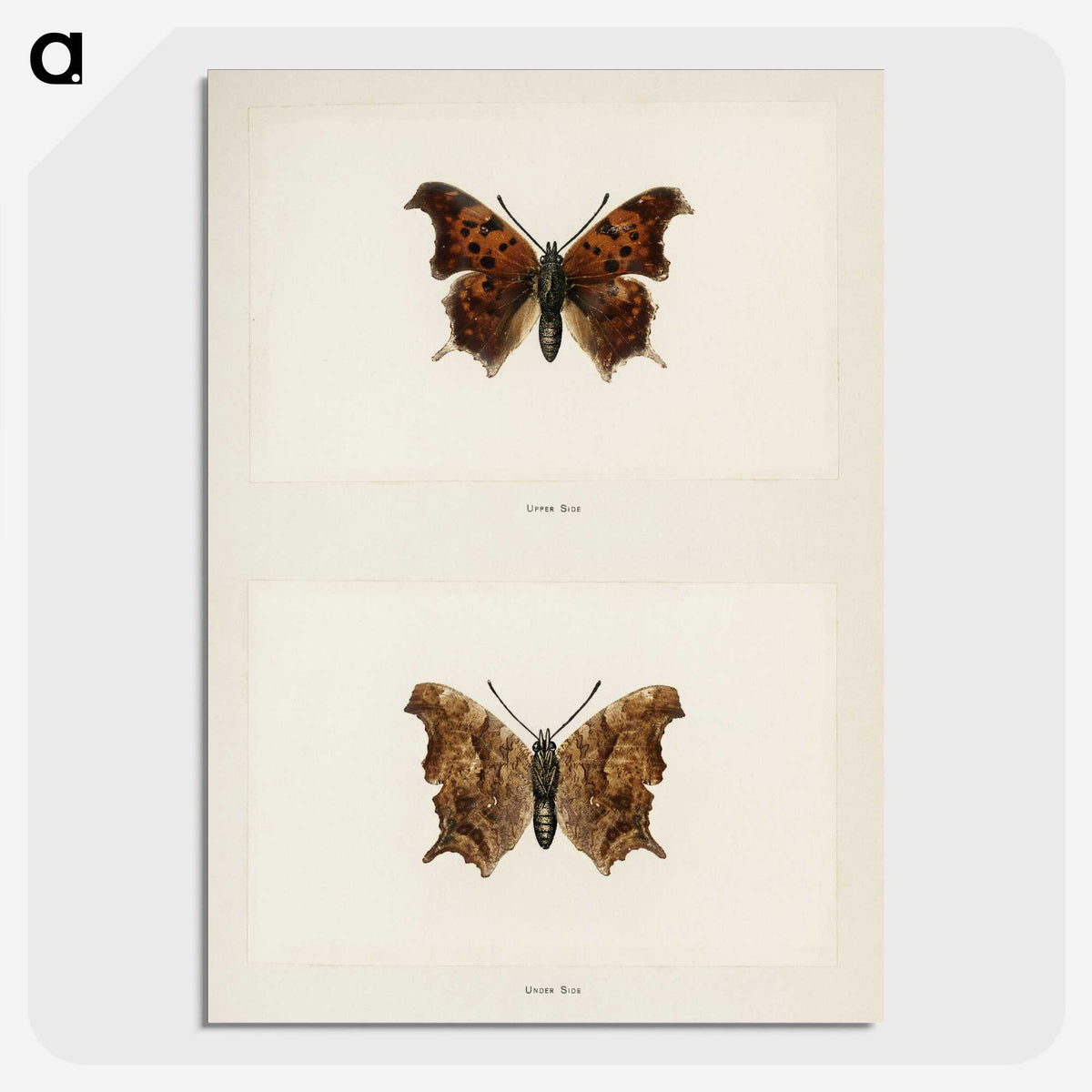 1-60_Moths-and-Butterflies-of-the-United-States_picture-crop