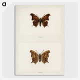 1-60_Moths-and-Butterflies-of-the-United-States_picture-crop