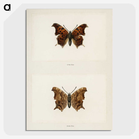 1-60_Moths-and-Butterflies-of-the-United-States_picture-crop