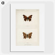 1-60_Moths-and-Butterflies-of-the-United-States_picture
