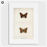 1-60_Moths-and-Butterflies-of-the-United-States_picture