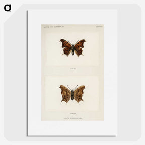 1-60_Moths-and-Butterflies-of-the-United-States_picture