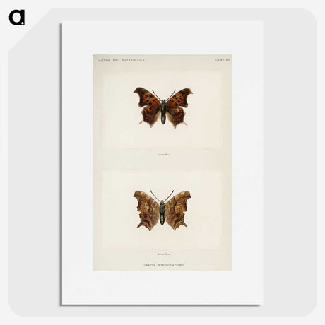 1-60_Moths-and-Butterflies-of-the-United-States_picture