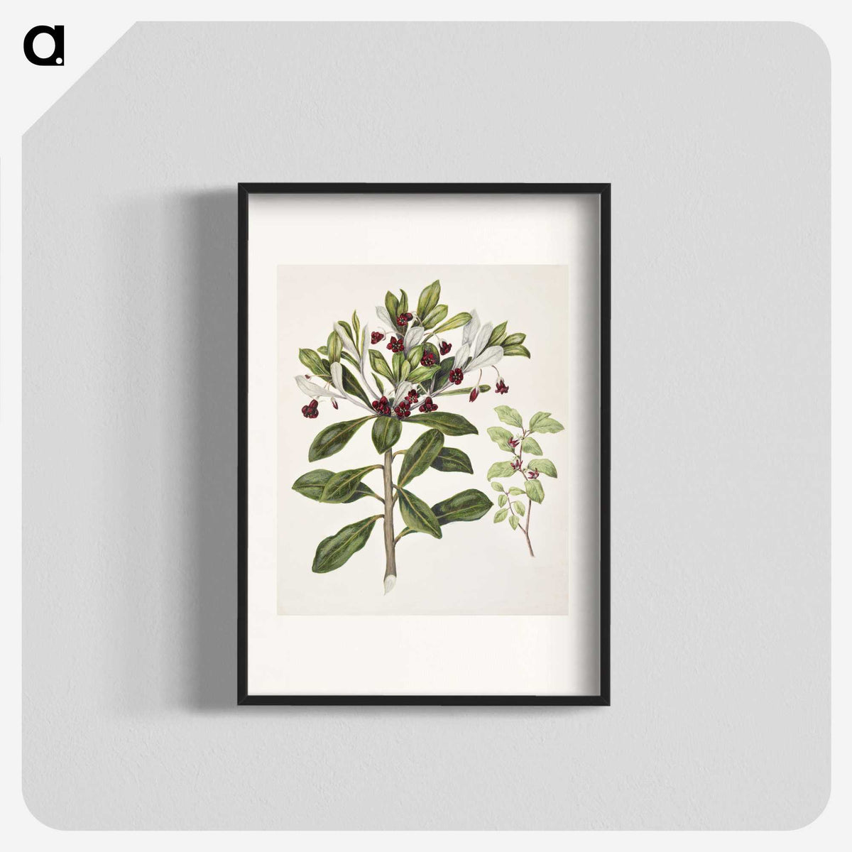 1-60_Native-Flowering-Plants-of-New-Zealand_blk