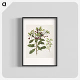 1-60_Native-Flowering-Plants-of-New-Zealand_blk