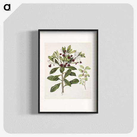 1-60_Native-Flowering-Plants-of-New-Zealand_blk