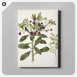 1-60_Native-Flowering-Plants-of-New-Zealand_canvas
