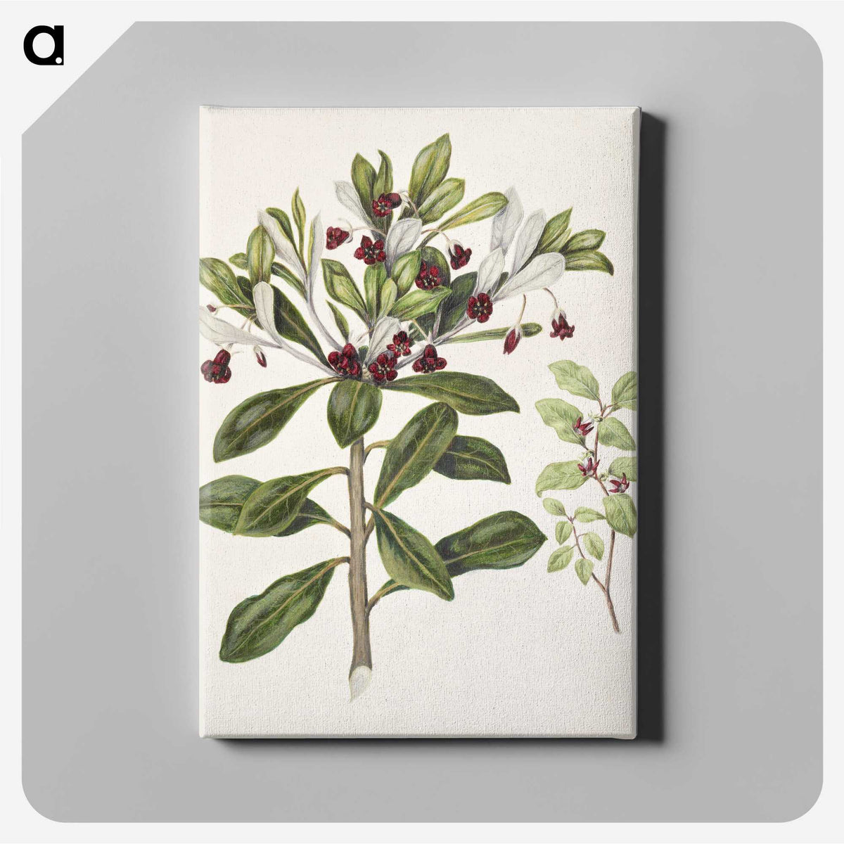 1-60_Native-Flowering-Plants-of-New-Zealand_canvas