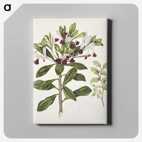 1-60_Native-Flowering-Plants-of-New-Zealand_canvas