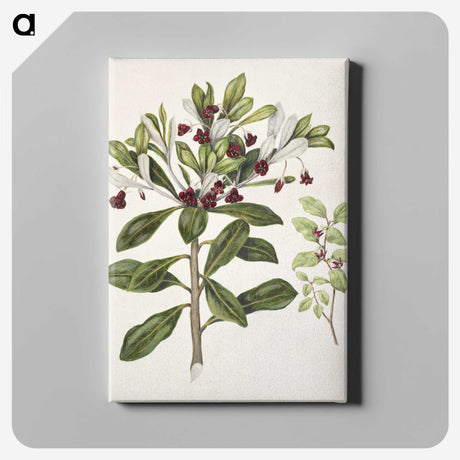 1-60_Native-Flowering-Plants-of-New-Zealand_canvas