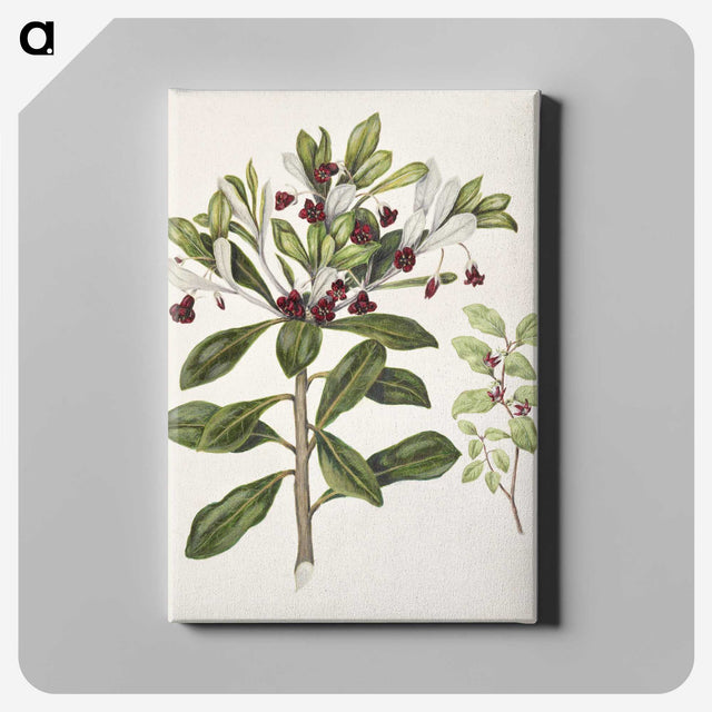 1-60_Native-Flowering-Plants-of-New-Zealand_canvas