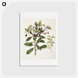 1-60_Native-Flowering-Plants-of-New-Zealand_hagaki