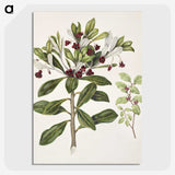 1-60_Native-Flowering-Plants-of-New-Zealand_picture-crop