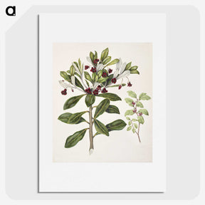 1-60_Native-Flowering-Plants-of-New-Zealand_picture