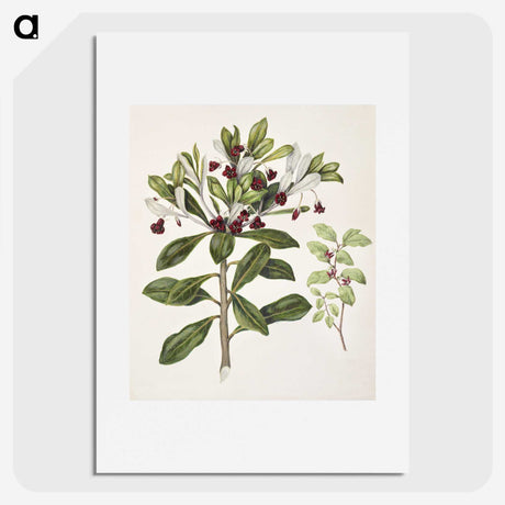 1-60_Native-Flowering-Plants-of-New-Zealand_picture