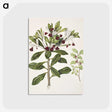 1-60_Native-Flowering-Plants-of-New-Zealand_postcard