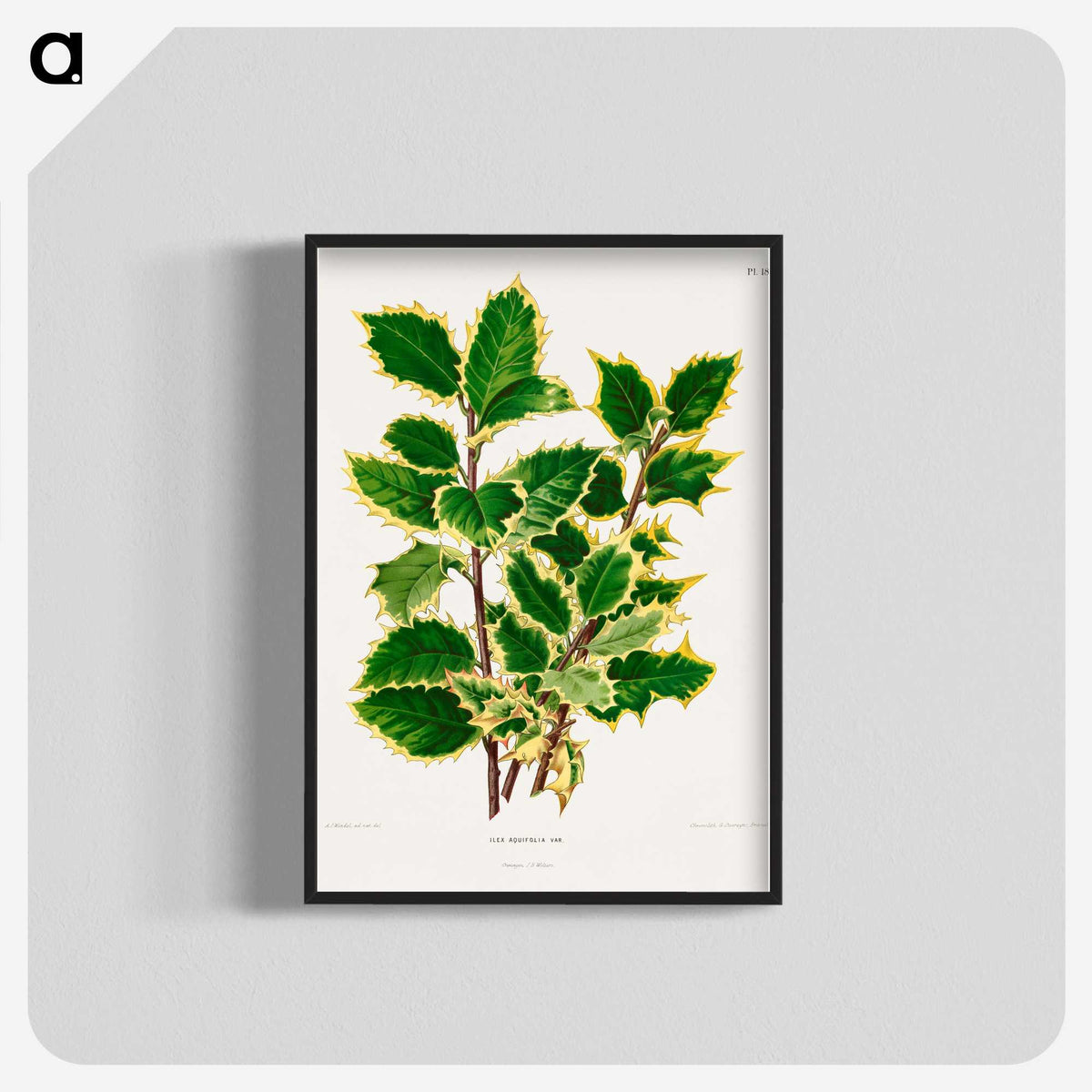1-60_Nederlandsche-Flora-en-Pomona_blk-crop