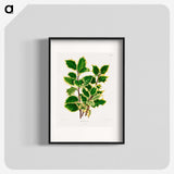 1-60_Nederlandsche-Flora-en-Pomona_blk