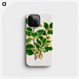 1-60_Nederlandsche-Flora-en-Pomona_phone