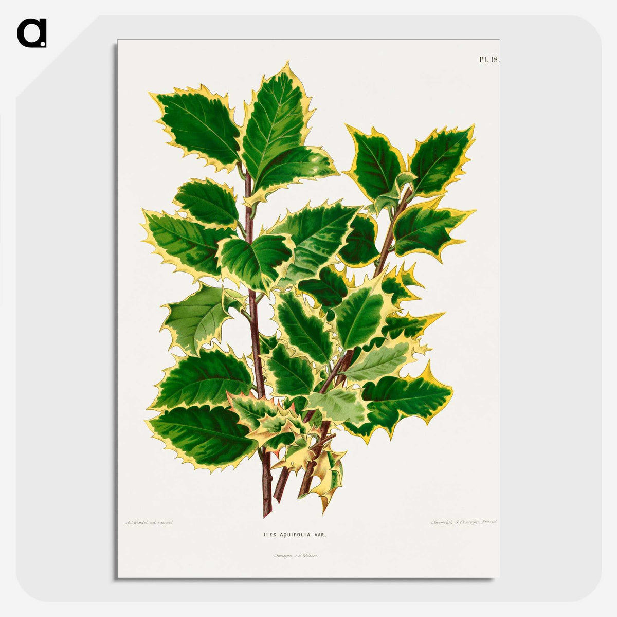 1-60_Nederlandsche-Flora-en-Pomona_picture-crop