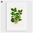 1-60_Nederlandsche-Flora-en-Pomona_picture