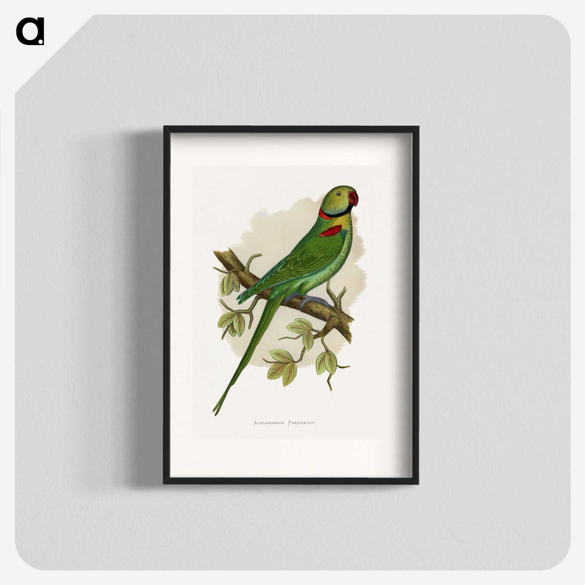 1-60_Parrots-in-Captivity_blk