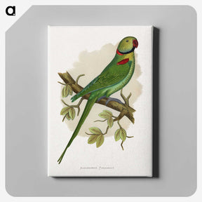1-60_Parrots-in-Captivity_canvas