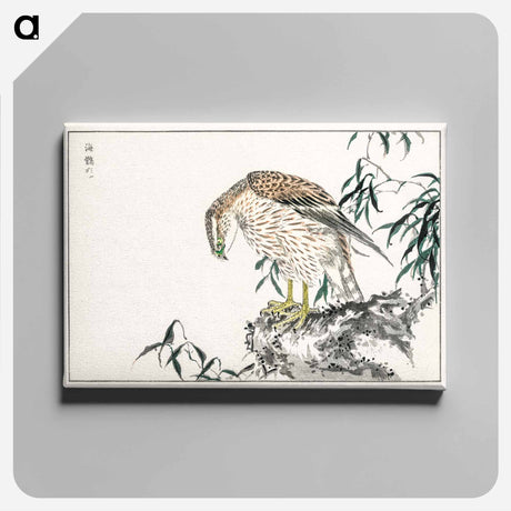 アートパネル-Osprey
 - 鳥類図鑑 Canvas.