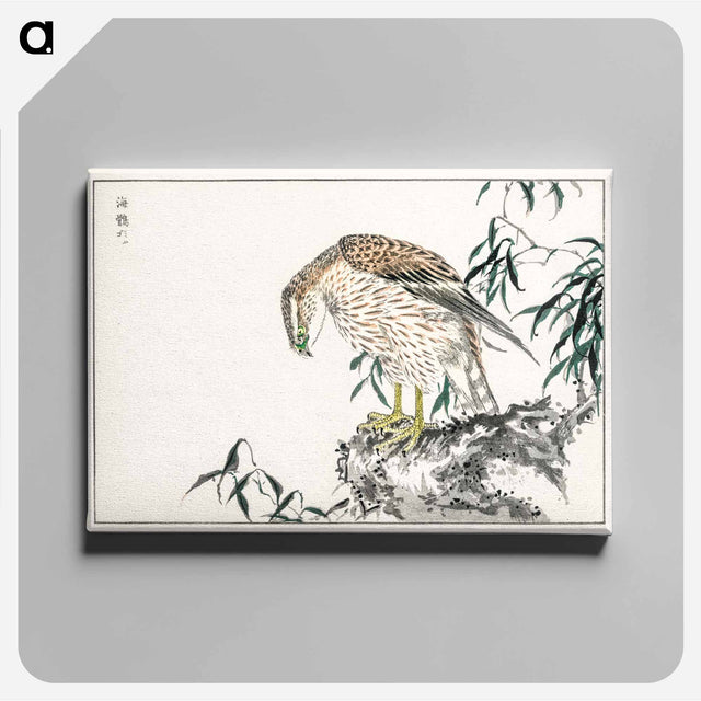 アートパネル-Osprey
 - 鳥類図鑑 Canvas.